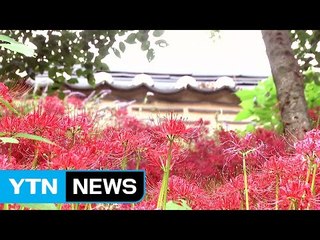 추석 앞뒤 한 달만 보는 귀한 꽃 '꽃무릇' / YTN