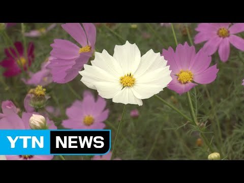 [영상] 성큼 다가온 가을...코스모스 '활짝' / YTN