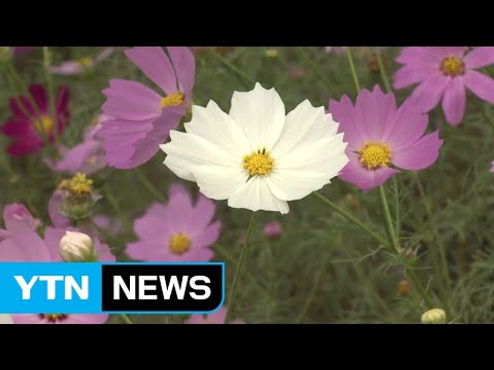 [영상] 성큼 다가온 가을...코스모스 '활짝' / YTN