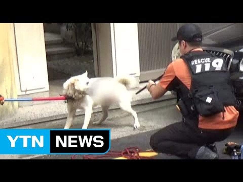진돗개가 주인 가족·이웃 물어 안락사...견주 형사처벌 피해 / YTN