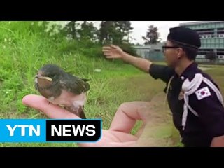 의경들 도움으로 가족 품으로 돌아간 새끼제비 / YTN