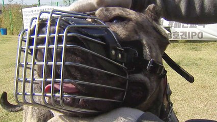 "개는 다 물어요"...반려견 인식 변화 시급 / YTN