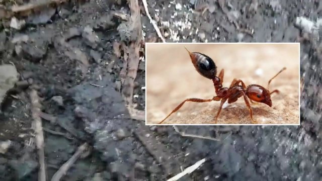 외래 붉은 불개미·여왕개미 사멸 잠정 결론 / YTN