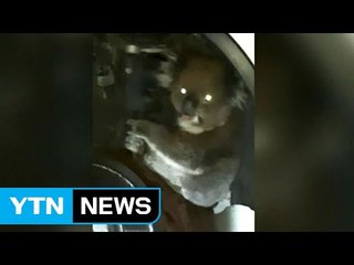 [영상] 코알라, 자동차 차축에 매달려 16km 이동 / YTN