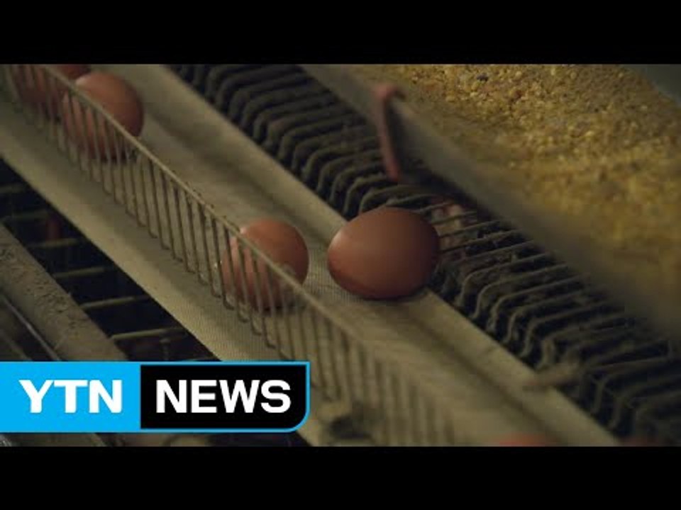 '살충제 달걀' 49곳 검출...전체 생산량의 4％ 차지 / YTN