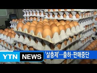 [YTN 실시간뉴스] 국내산 달걀에도 '살충제'...출하·판매중단 / YTN