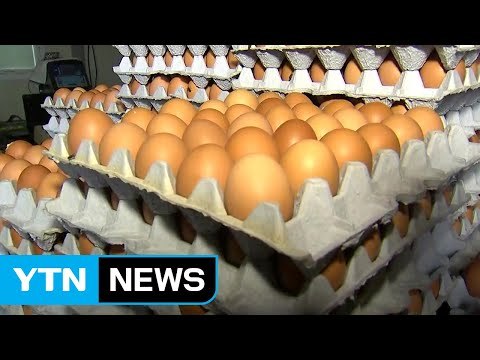 제주지역 달걀 적합 판정...유통 허용 / YTN