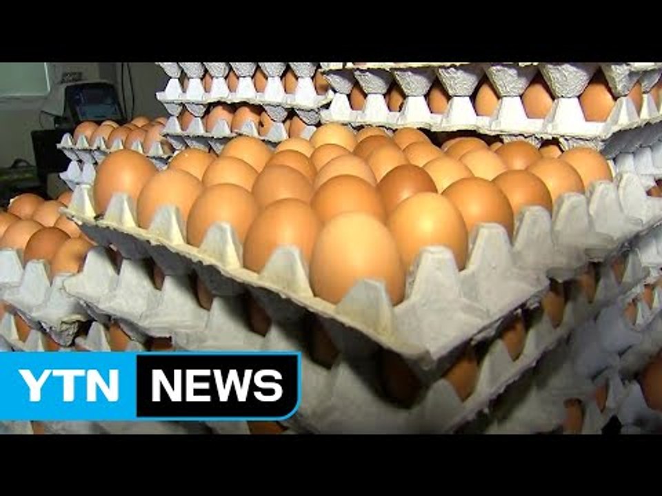 제주지역 달걀 적합 판정...유통 허용 / YTN