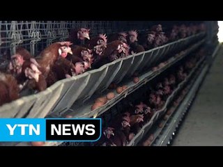 '피프로닐' 철원서도 검출...같은 업체서 살충제 구매 / YTN