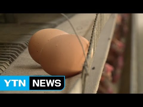 ’살충제 달걀’ 파문 확산...농가 추가 검출 / YTN