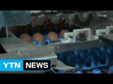 유럽에서 살충제 오염 달걀 천6백만 개 소비 / YTN