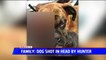 Family Says Neighbor Shot Their Dog in Head with Arrow in Michigan