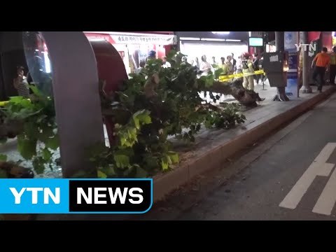 가로수 쓰러져 행인 2명 다쳐 / YTN