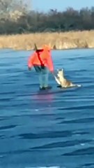 Hunters Rescue a Fawn Trapped on Ice