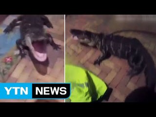 美 플로리다, 현관 앞에 출몰한 악어 포획 / YTN