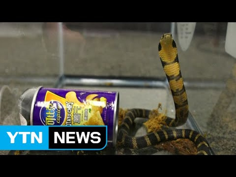 美 30대 남성, 과자 캔에 킹코브라 숨겨 밀반입 / YTN