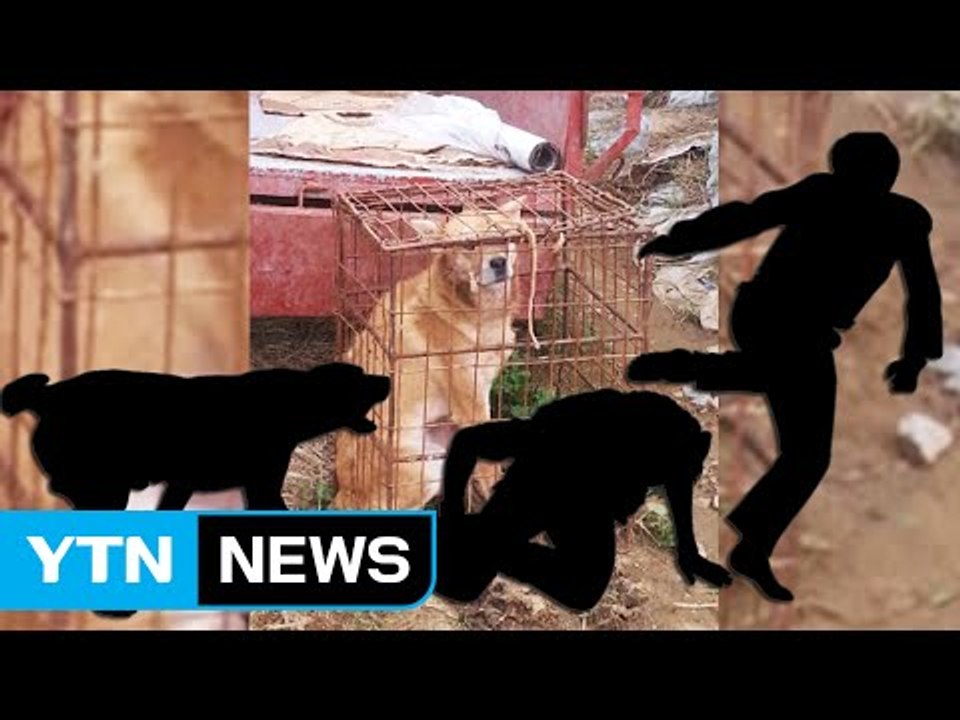 충남 홍성서 목줄 풀린 개가 주민 2명 물어 / YTN