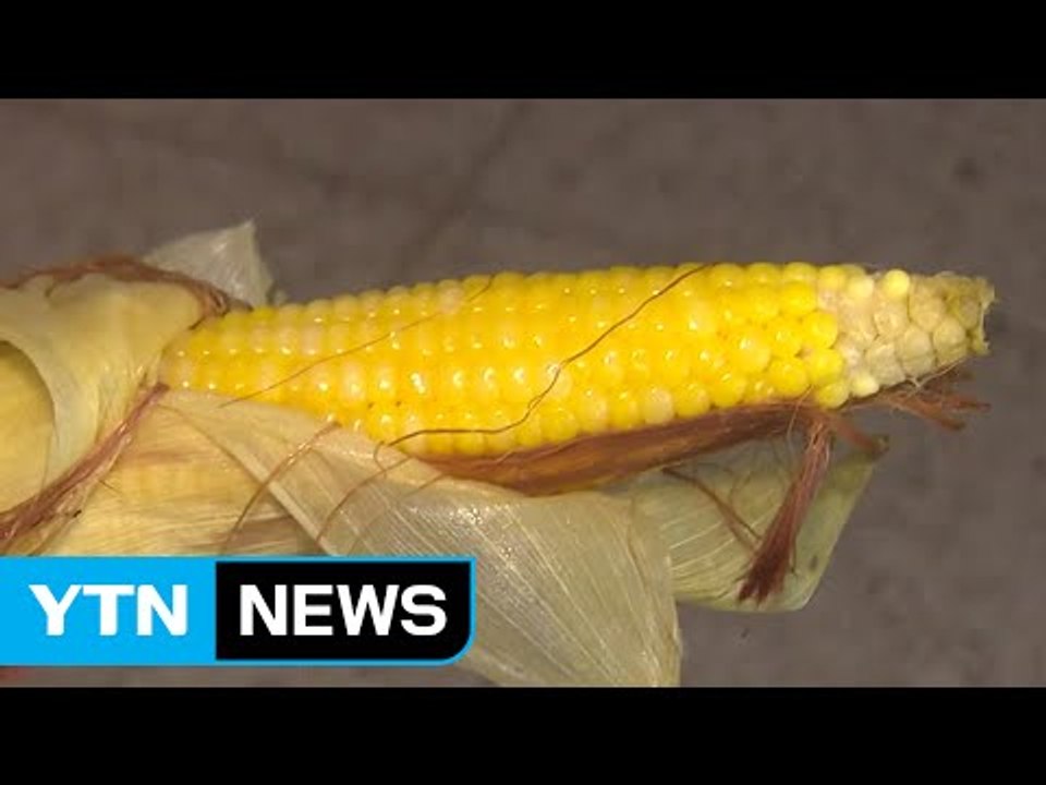 [녹색] 눈에 좋고 날로 먹는 신품종 옥수수 개발 / YTN