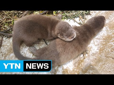 국립생태원에 맡겨진 야생 수달 새끼 출산 / YTN