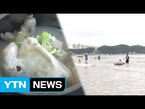 [취재N팩트] 이름값 하는 초복...보양식 인기, 피서지 북적 / YTN