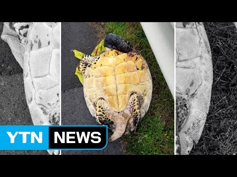 멸종위기종 푸른바다거북 사체로 발견 / YTN