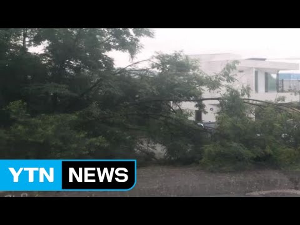 파주에서 폭우에 높이 7m짜리 나무 쓰러져 / YTN