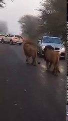 Lions Walking on Road-phoUR3XoAaI