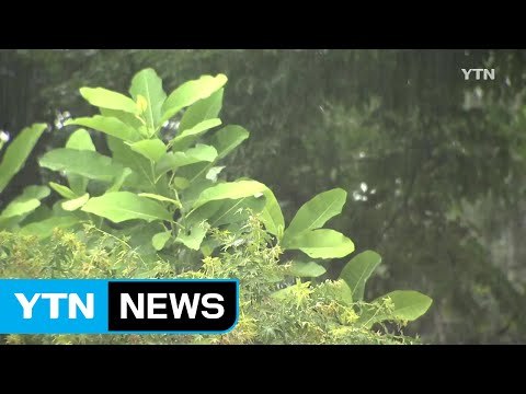 [날씨] 중부,·호남 곳곳 호우특보...게릴라성 장맛비 / YTN