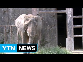 동물원도 '고령화·저출산' 바람...동물이 사라진다! / YTN