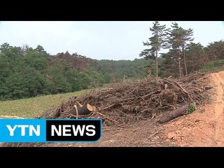 장마철 산불지역 산사태 우려...응급복구는 지지부진 / YTN
