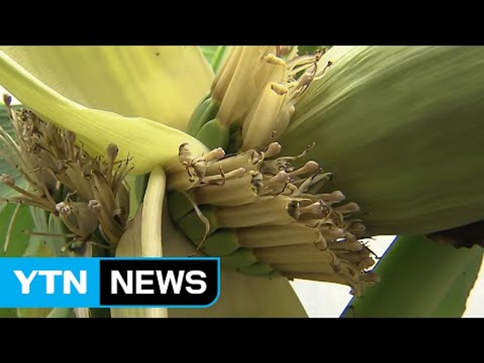 대구에서 열린 바나나, 알고 보니 '파초' / YTN