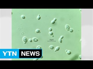 국내 연구진, 누룩에서 '과일향 효모' 발견 / YTN