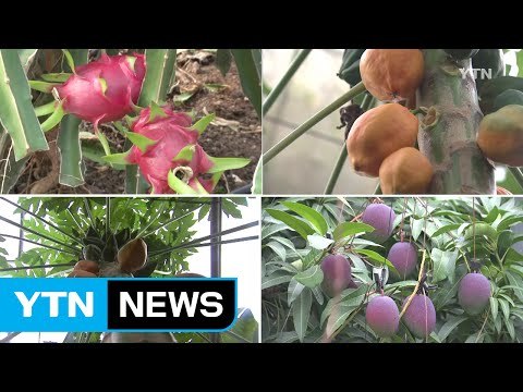 제주 아열대 작물 10여 종 재배...생산량 500톤 / YTN