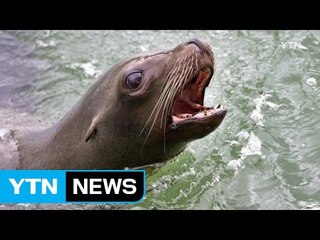 [좋은뉴스] '강치를 기억해'...대학생들의 독도 후원 / YTN