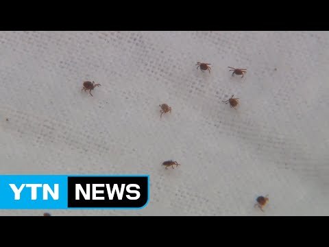 이른 폭염 탓 진드기 기승...치사율 높은 SFTS 감염 주의 / YTN
