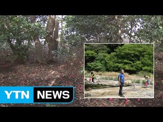 [울산] 울산 목도 상록수림에 수달 서식 / YTN