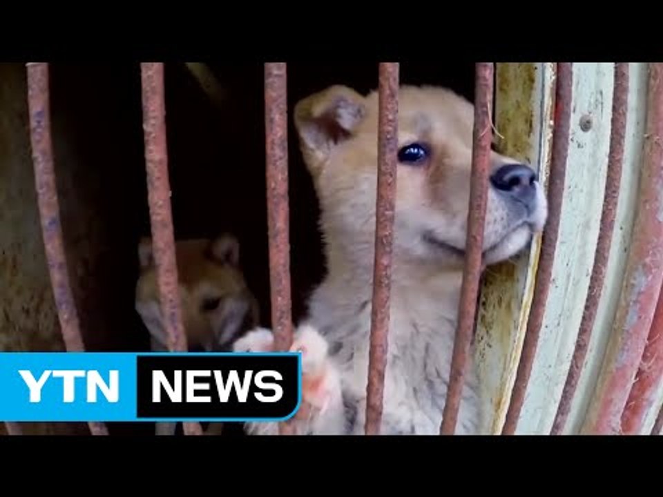 美 하원, 개·고양이 고기 유통 금지 결의안 발의 / YTN