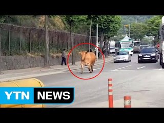 [영상] 꽉 막힌 출근길, 옆으로 소가 지나간다면? / YTN