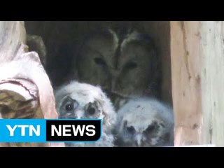 긴점박이올빼미, 국내 최초 인공둥지 번식 / YTN