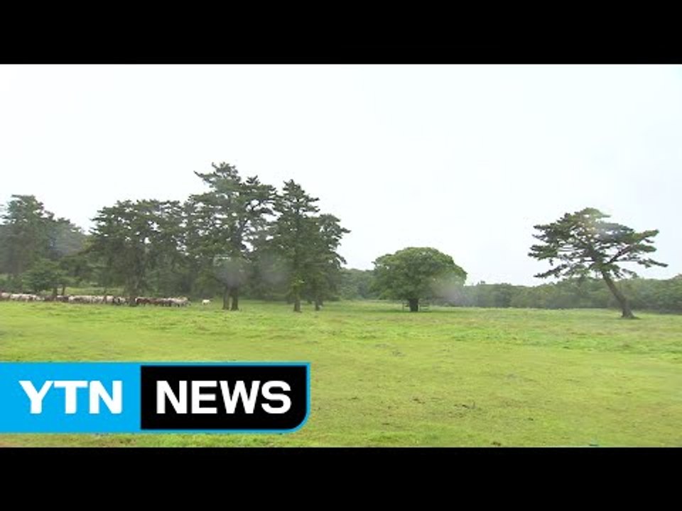 [YTN 실시간뉴스] 오늘 전국 '단비'...불볕더위 한풀 꺾여 / YTN