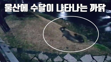 [자막뉴스] 울산에 수달이 나타나는 까닭 / YTN