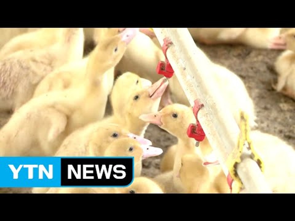 극심한 더위에 가축도 헉헉...축산농가 비상 / YTN