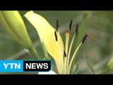 [녹색] 국산 나리 신품종 개발...수입대체 효과 / YTN