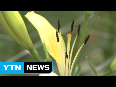 [녹색] 국산 나리 신품종 개발...수입대체 효과 / YTN