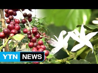하얀 커피 꽃 활짝...커피 만들기 체험 인기 / YTN