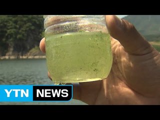 폭염·가뭄에 녹조 확산...수돗물 안전 우려 / YTN