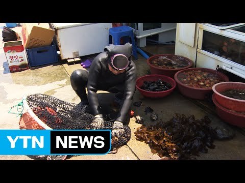 [현장24] 케이블카 들어서자 내쫓기는 해녀들 / YTN