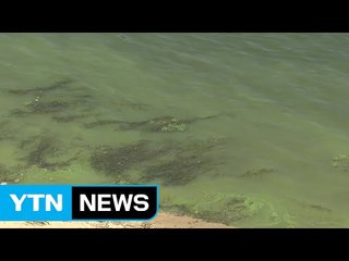 더위에 가뭄까지...심해지는 낙동강 녹조 / YTN