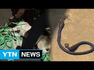 '몸무게만 45kg' 맹견 주인, 잠금장치 안 하고 외출했다 / YTN