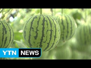 미니수박·색깔수박...기능성 수박 연구 활발 / YTN